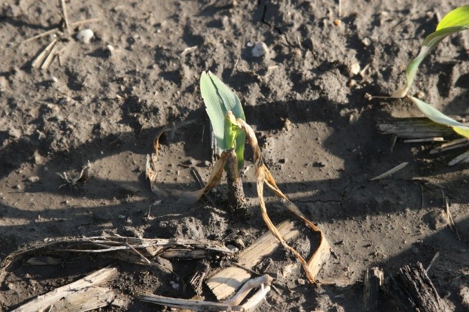 EFFECTS OF FROST & FREEZE CONDITIONS ON YOUNG CORN AND SOYBEANS
